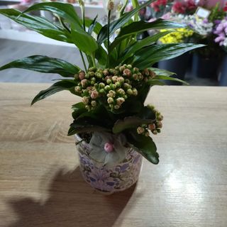 Arranjo plantas dia da mãe