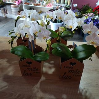 phanalopsis caixa dia da mãe, so uma da foto