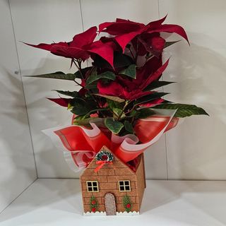 Estrela de Natal em casinha