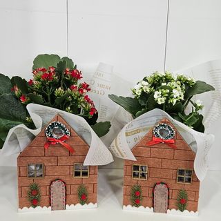 Kalanchoe em casinha de Natal