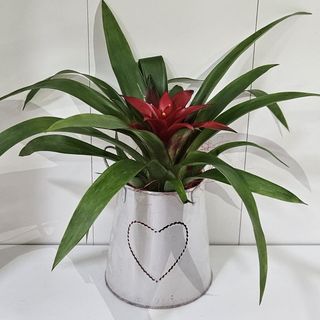 Planta exótica vermelha em latinha