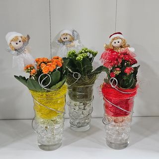 Kalanchoe em gelatina