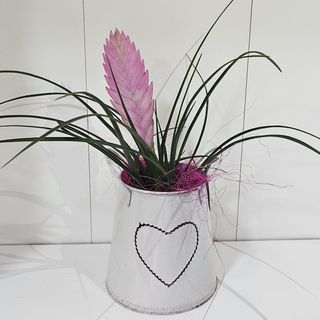 Planta exótica em latinha