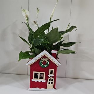 Lirio da Paz em casinha