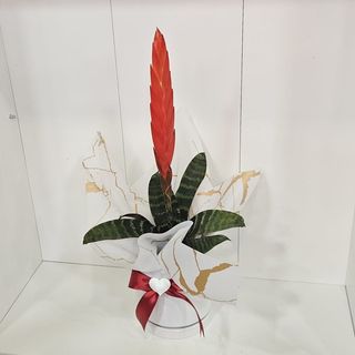 Vriesea em vaso de porcelana