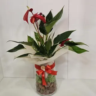 Anturio em jarra de vidro