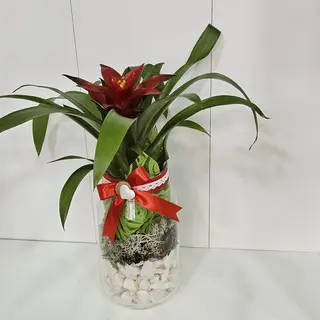 Guzmania em jarra de vidro