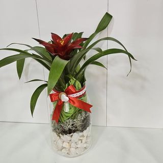Guzmania em jarra de vidro