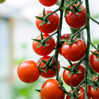 Tomate Cherry (Cherry tomato)