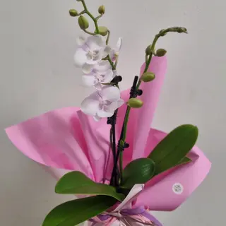 Orquídea Phalaenopsis premium