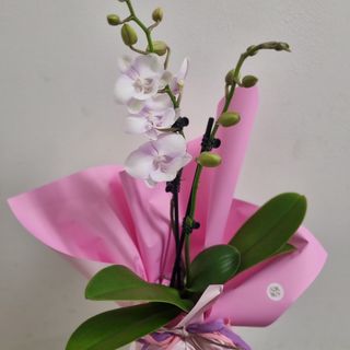 Orquídea Phalaenopsis premium