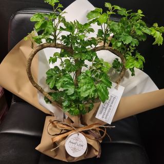 Árvore da Felicidade 