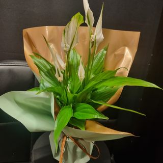 Lírio da Paz- Spathiphyllum 