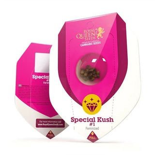 Special Kush 1 ( 3 sementes)