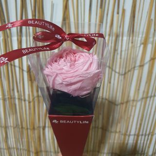 Rosa Preservada Cor-de-Rosa