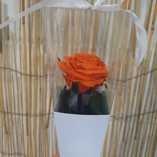 Rosa Preservada Laranja