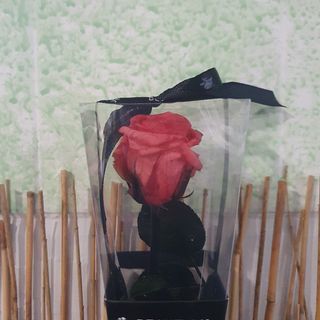 Rosa Preservada Rosa Bourdeaux