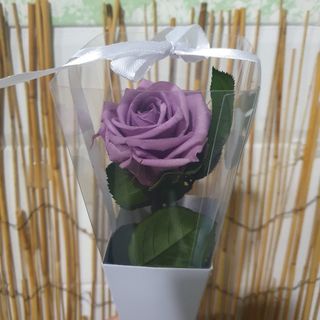 Rosa Preservada Lilás