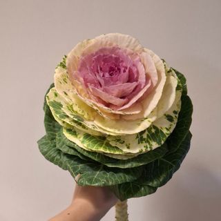 Brassica grande