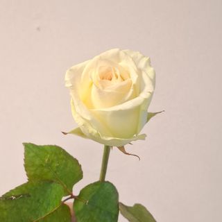 Rose branco