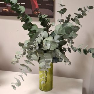 Eucalyptus estabilizadas