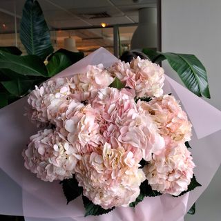 Hortensia 5 escolha do florista