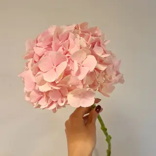 Hortensia pink