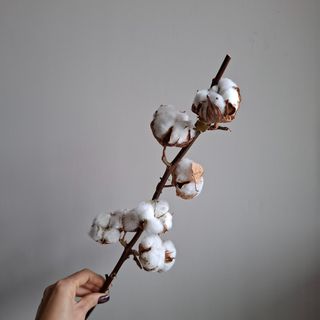 Ramo de algodão
