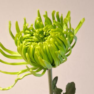 Chrysanthemum verde