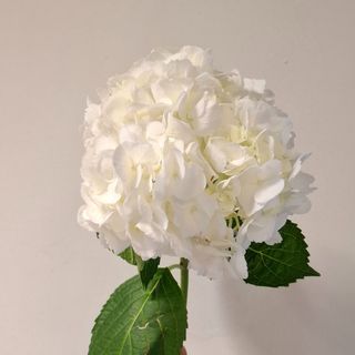 Hortensia btanco