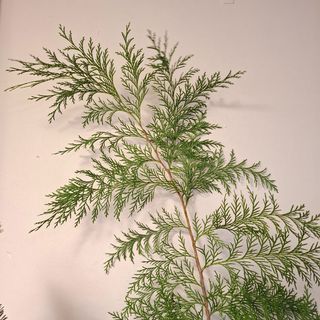 Thuja