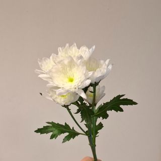 Chrysanthemum branco