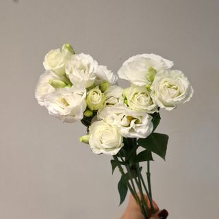 Lisianthus branco 