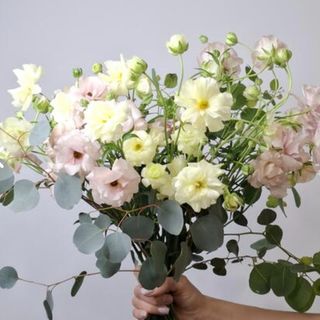 Ranunculus butterfly