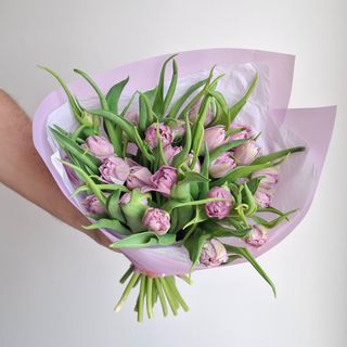 Tulipas 25 peony Lavander