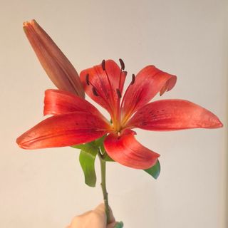 Lilas