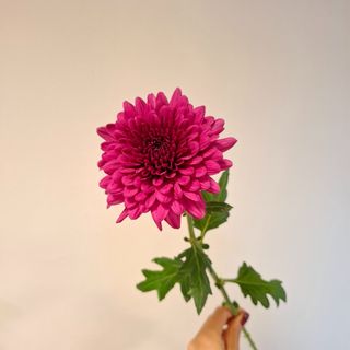 Chrysanthemum