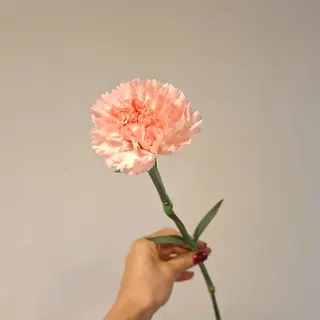 Dianthus pink 