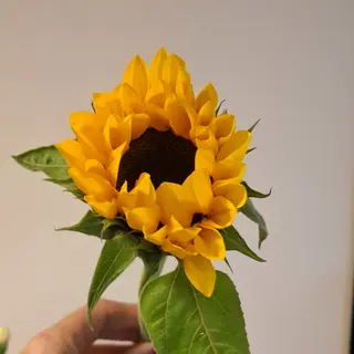 Girasol