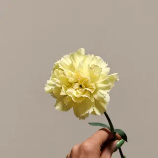 Gravo Amarelo
