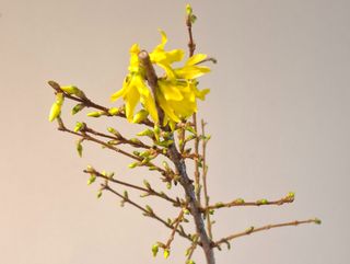 Forsythia
