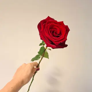 Red rosas