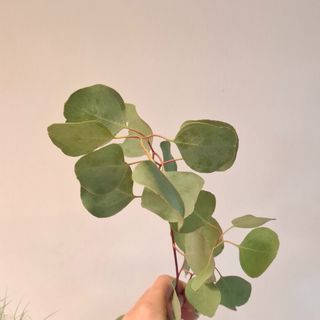 Eucalyptus