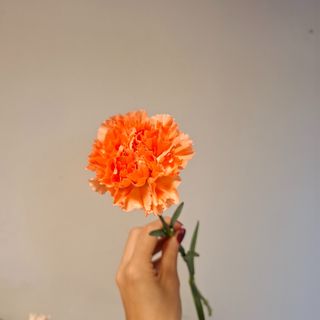 Dianthus orange 