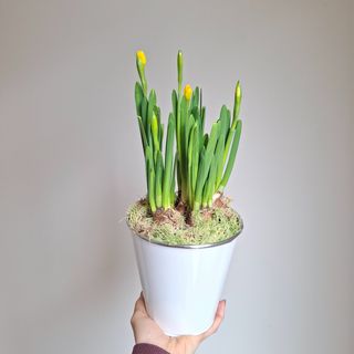 Narcisos num balde metálico