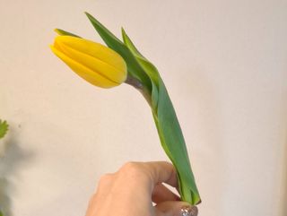 Tulipas Amarelo