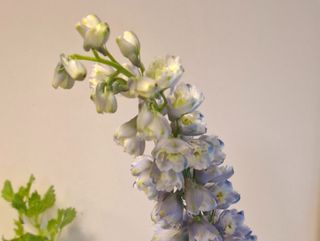 Delphinium