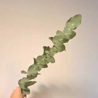 Eucalyptus 