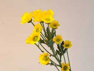 Margaritas Amarelo