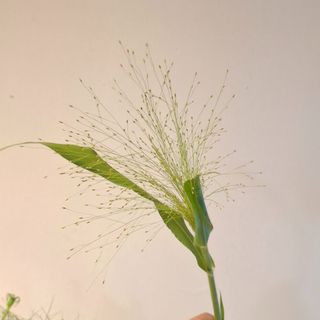 Panicum
